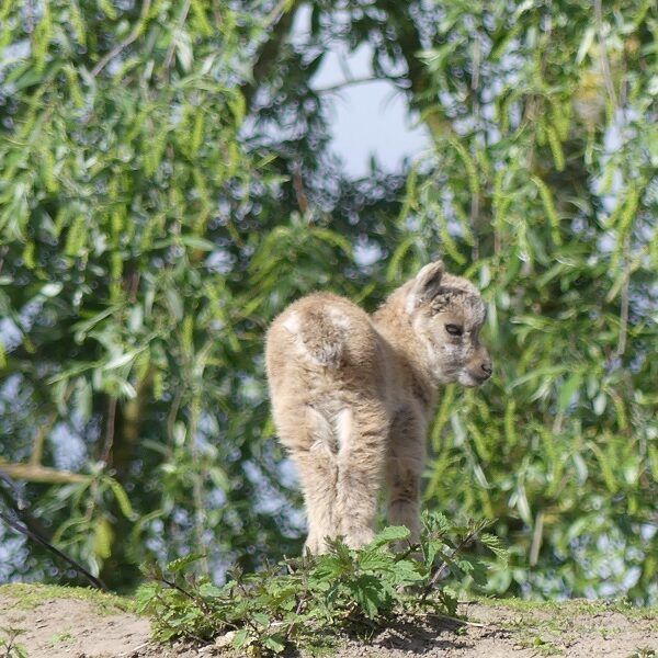 Geboortegolf in Dierenrijk Mierlo