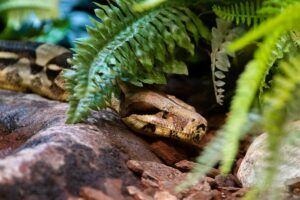 Nieuwe boa constrictor aangekomen.