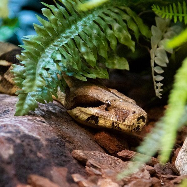 Nieuwe boa constrictor aangekomen.