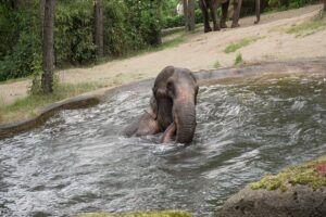 Olifanten wapenen zich tegen tropische warmte