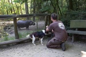 Speurhond oefent in Zooparc