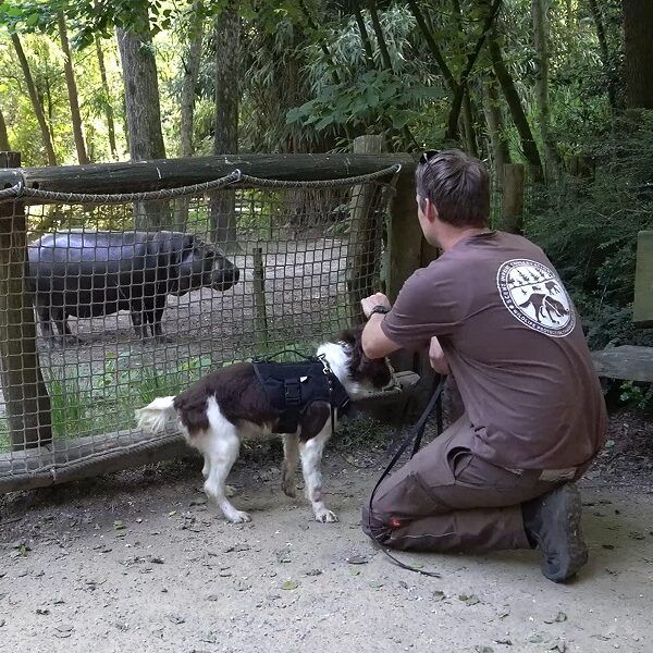 Speurhond oefent in Zooparc