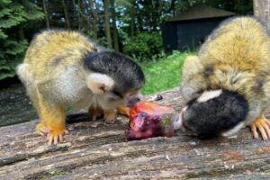 Dieren krijgen verkoeling