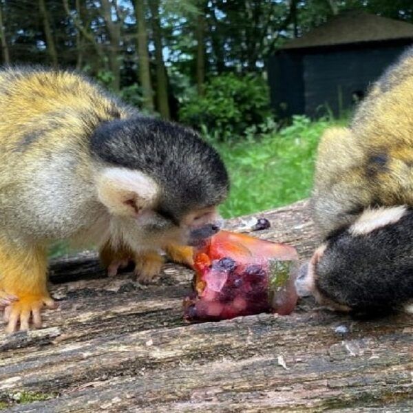 Dieren krijgen verkoeling