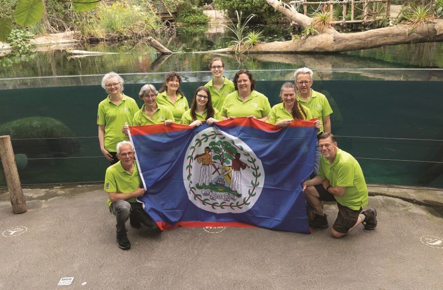 Vrijwilligers steunen zeekoeien in Belize