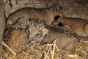 Vier gezonde leeuwenwelpjes geboren