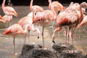 Flamingo’s leggen uitzonderlijk veel eieren