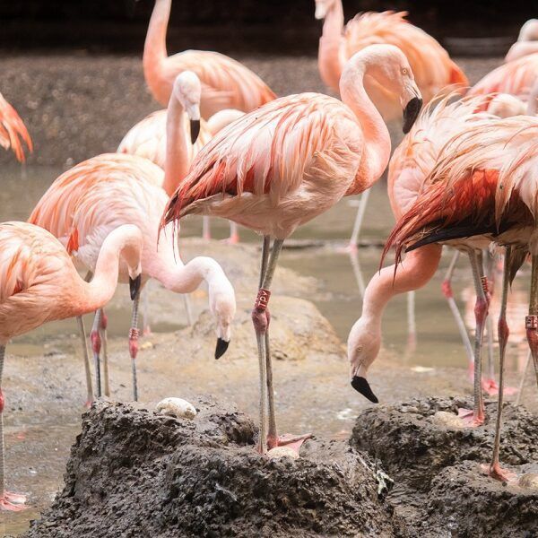 Flamingo’s leggen uitzonderlijk veel eieren