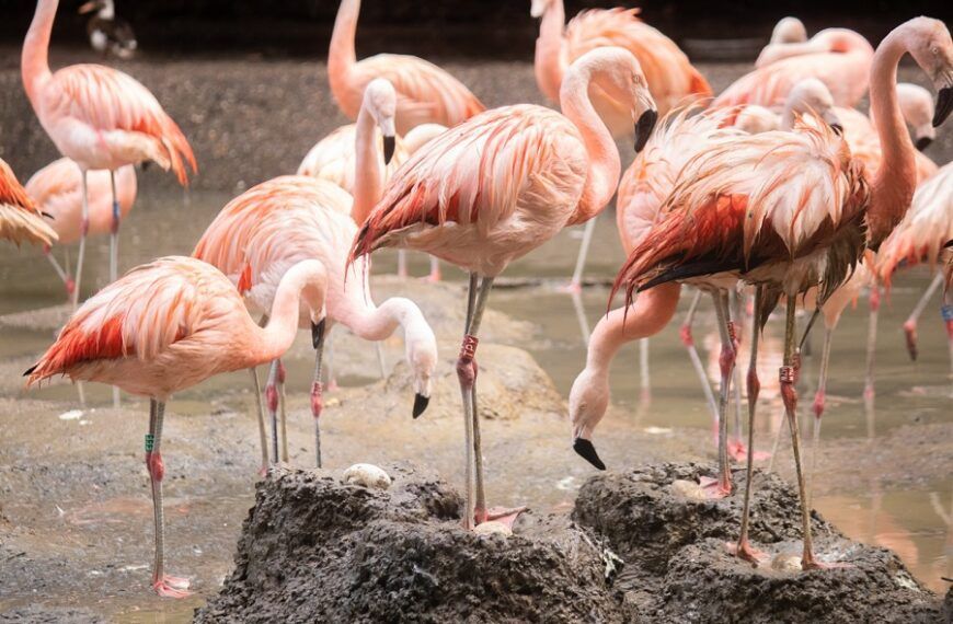 Flamingo’s leggen uitzonderlijk veel eieren
