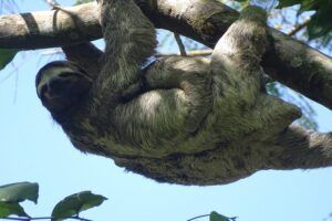 Meer dan duizend bomen geplant.