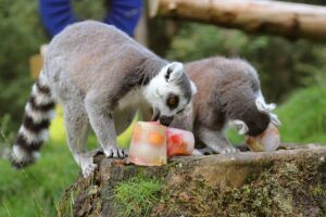 IJsjes voor dieren