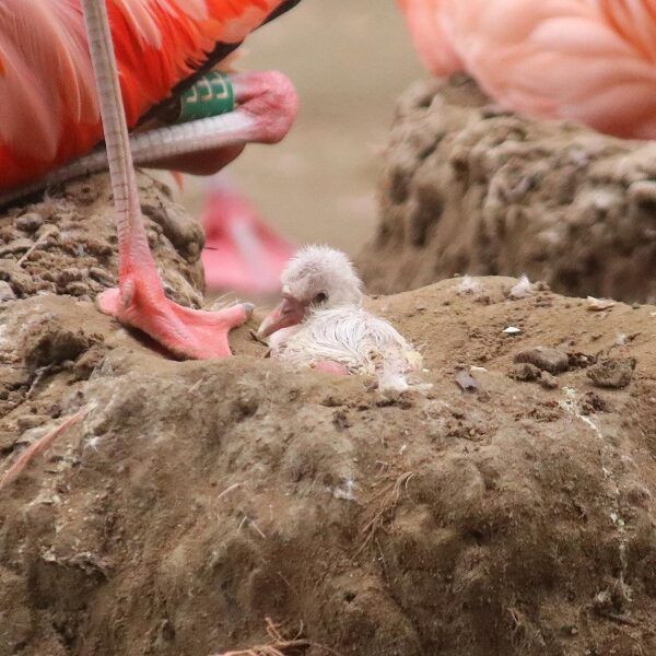 Na vijf jaar flamingo-ei uitgekomen