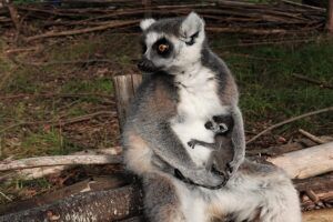 Bijzondere maki-geboorte in DierenPark Amersfoort