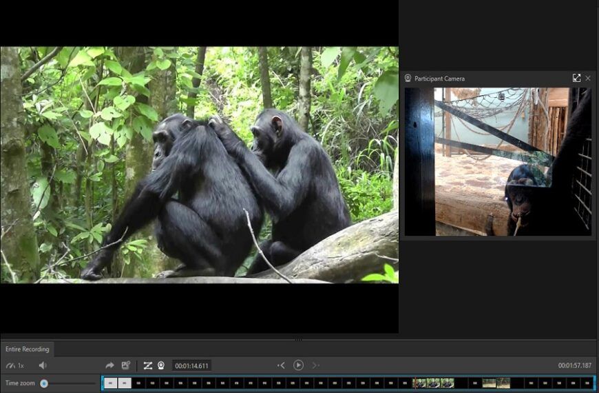 Emotieonderzoek naar chimpansees gestart