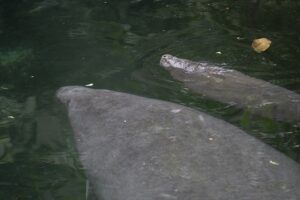 Zeekoe ziet levenslicht in Arnhemse zoo