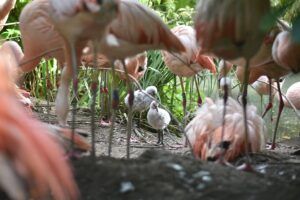 Voor het eerst Chileense flamingo’s uit het ei gekomen