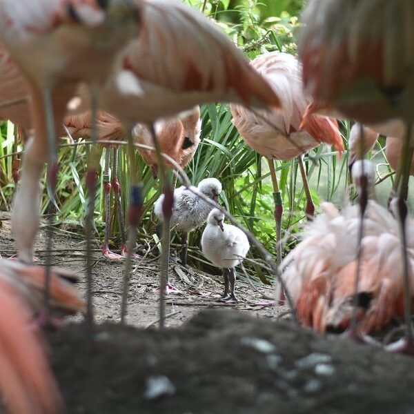 Voor het eerst Chileense flamingo’s uit het ei gekomen