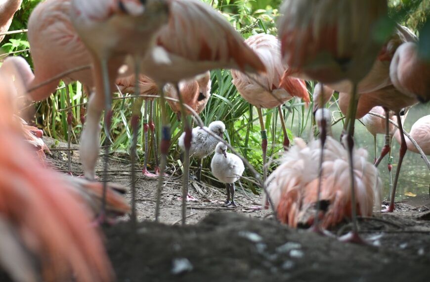 Voor het eerst Chileense flamingo’s uit het ei gekomen