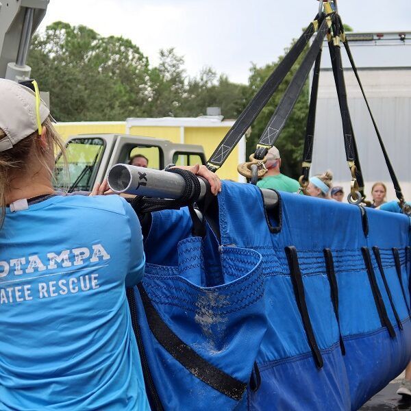 Acht gerehabiliteerde lamantijnen zijn vanuit dierentuinen in Ohio teruggevlogen naar faciliteiten in Florida