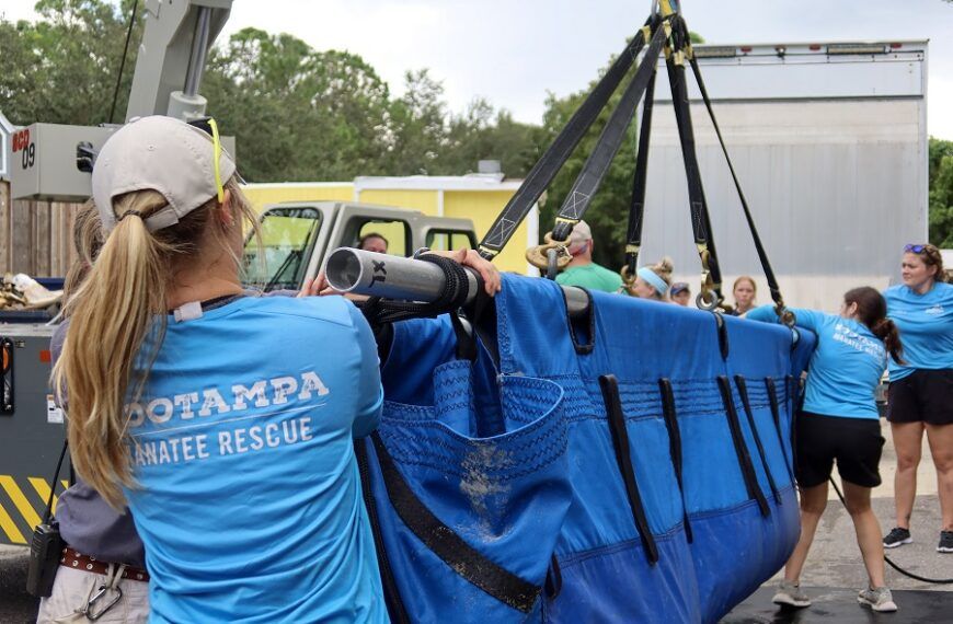 Acht gerehabiliteerde lamantijnen zijn vanuit dierentuinen in Ohio teruggevlogen naar faciliteiten in Florida