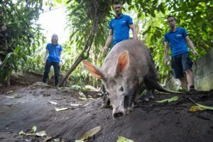 Arnhems aardvarken logeert in Keulen