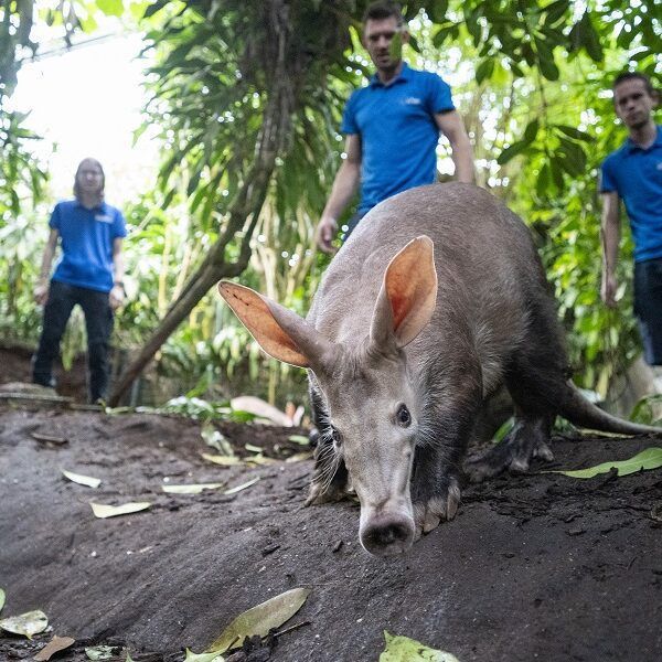 Arnhems aardvarken logeert in Keulen