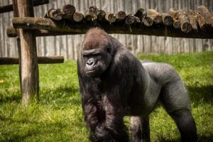 Gorilla Matadi uit ZOO Antwerpen onverwacht overleden