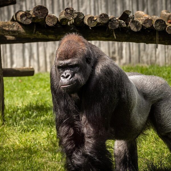 Gorilla Matadi uit ZOO Antwerpen onverwacht overleden