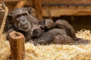 Wereldberoemde chimpansee krijgt een jong