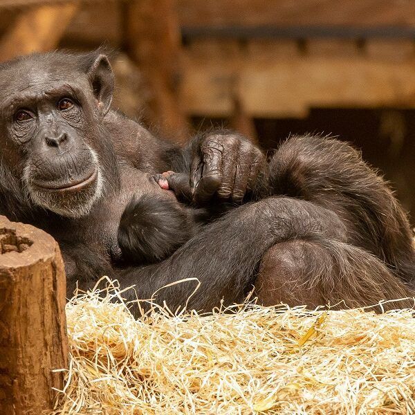 Wereldberoemde chimpansee krijgt een jong