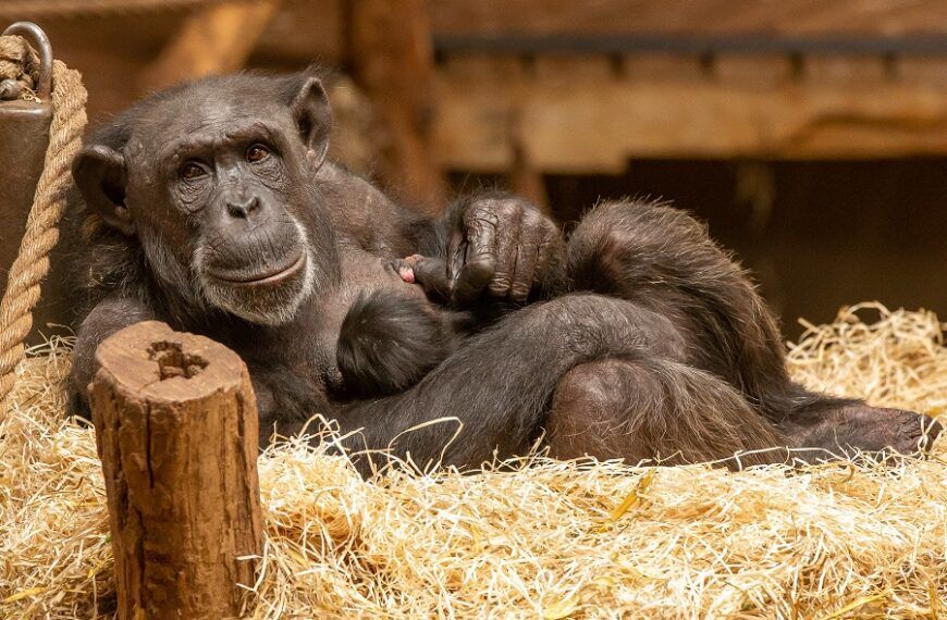 Wereldberoemde chimpansee krijgt een jong