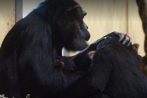 Ernstig bedreigde chimpansee geboren