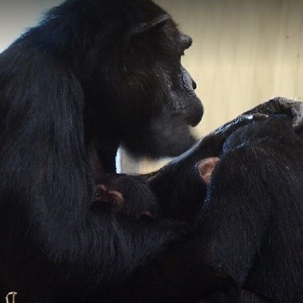 Ernstig bedreigde chimpansee geboren