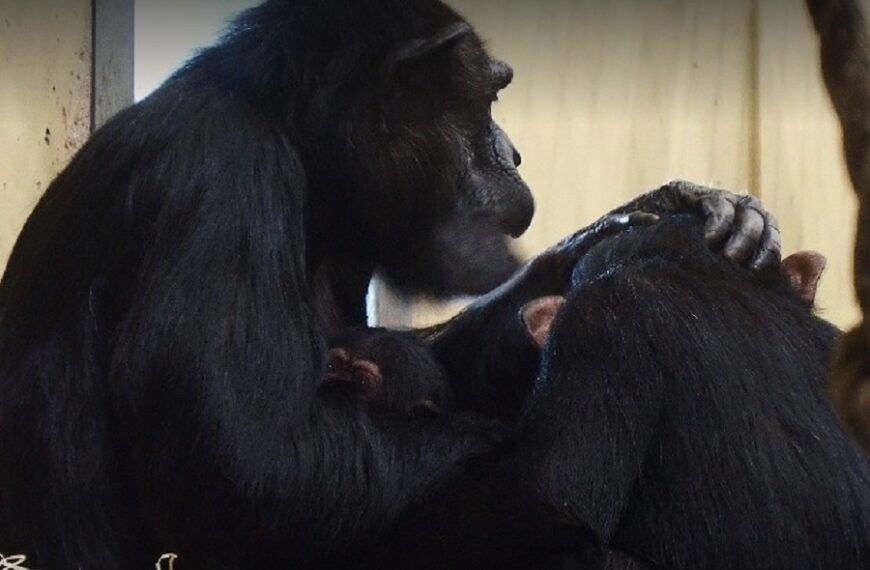 Ernstig bedreigde chimpansee geboren