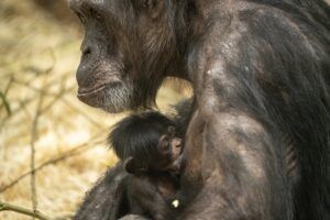 Razendsnel nageslacht voor Deense chimpansee