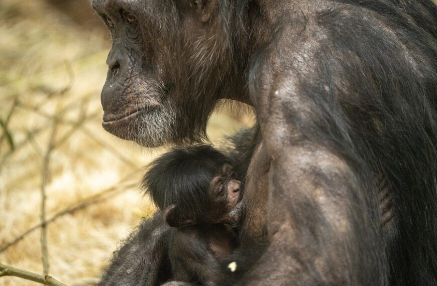 Razendsnel nageslacht voor Deense chimpansee