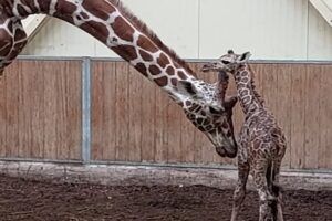 Primeur voor ZooParc Overloon