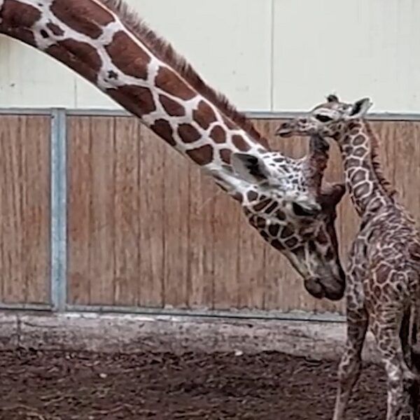 Primeur voor ZooParc Overloon