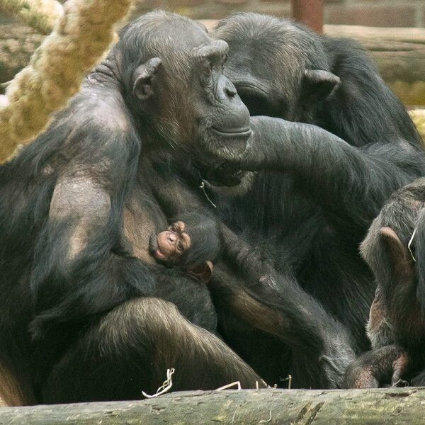 Chimpansee geboren