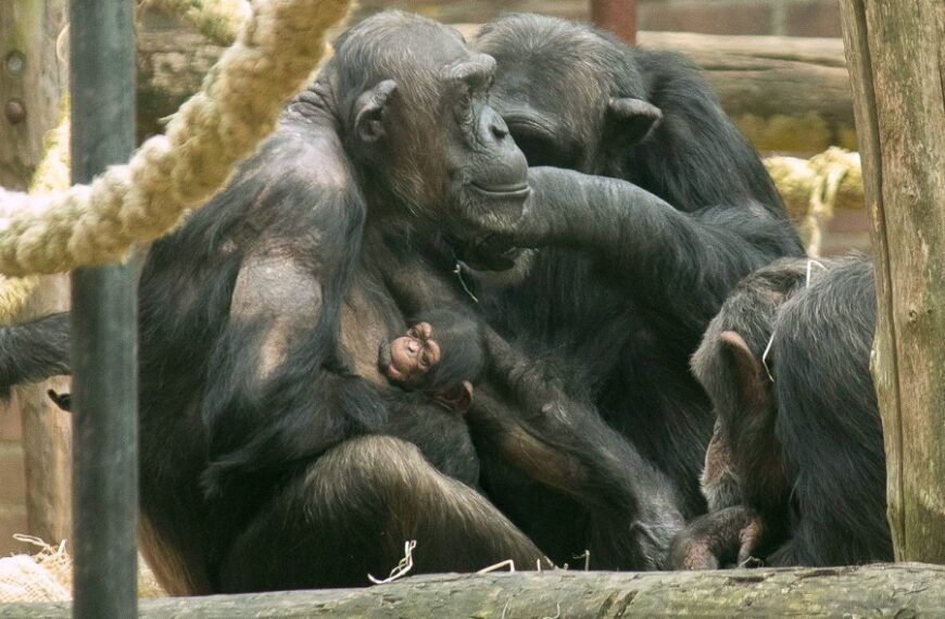 Chimpansee geboren