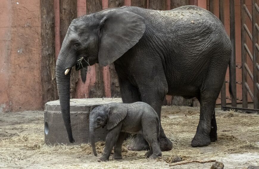 Afrikaans olifantenkalfje geboren