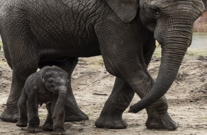 Jonge Afrikaanse olifantje zet eerste stapjes buiten