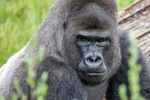 Nieuwe gorillaleider in Apenheul