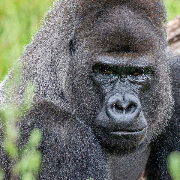 Nieuwe gorillaleider in Apenheul