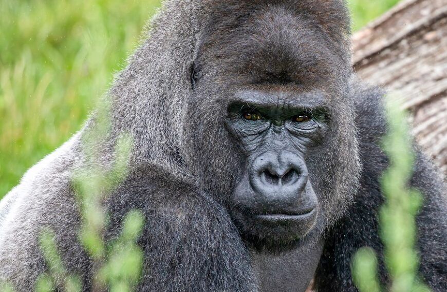 Nieuwe gorillaleider in Apenheul