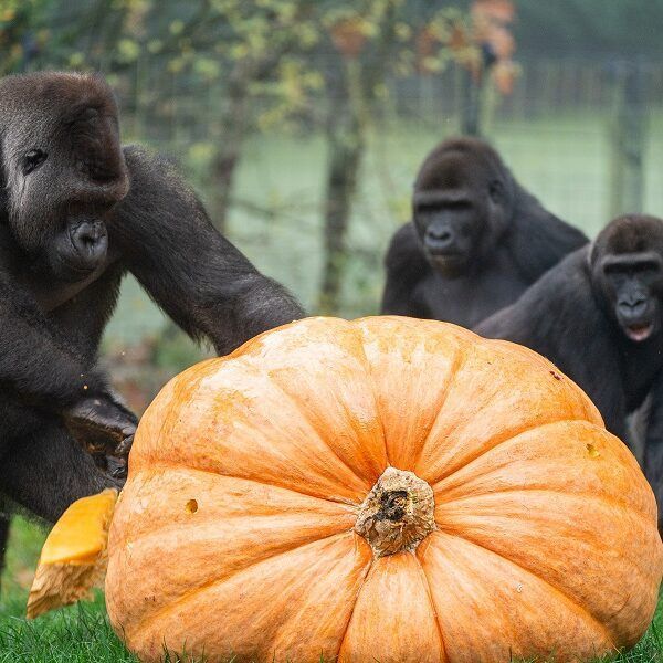 Sinterklaas verrast gorilla’s