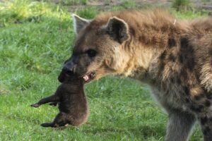 Twee gevlekte hyena’s geboren.