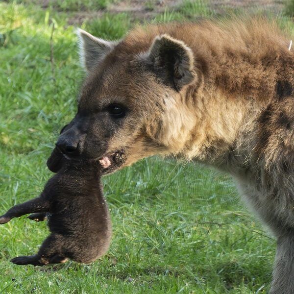 Twee gevlekte hyena’s geboren.