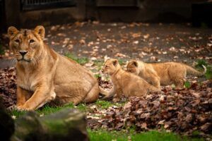 Tweeling Aziatische leeuwenwelpjes ontdekken de zoo.