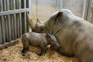 Welkom kleine witte zuidelijke neushoorn